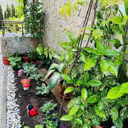 джорджия 3* קיטן